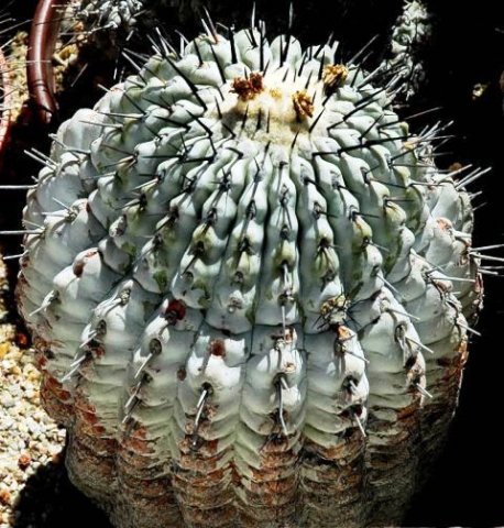 Copiapoa_cinerea_4